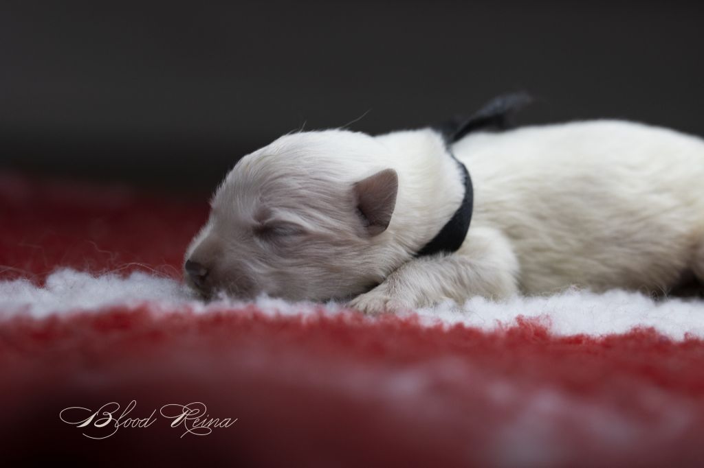 of Bloodreina - Chiot disponible  - Berger Blanc Suisse