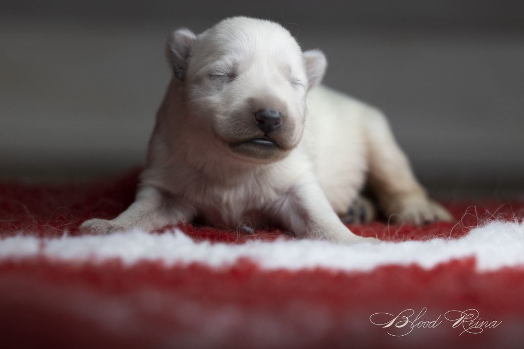 of Bloodreina - Chiot disponible  - Berger Blanc Suisse