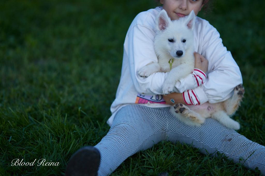 of Bloodreina - Chiot disponible  - Berger Blanc Suisse