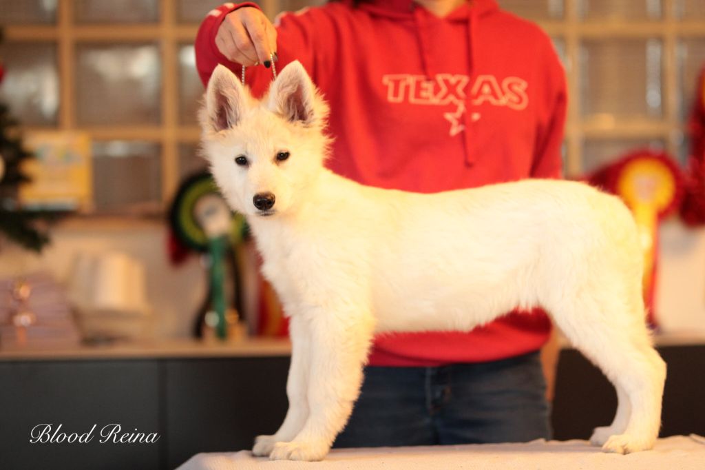 of Bloodreina - Chiot disponible  - Berger Blanc Suisse