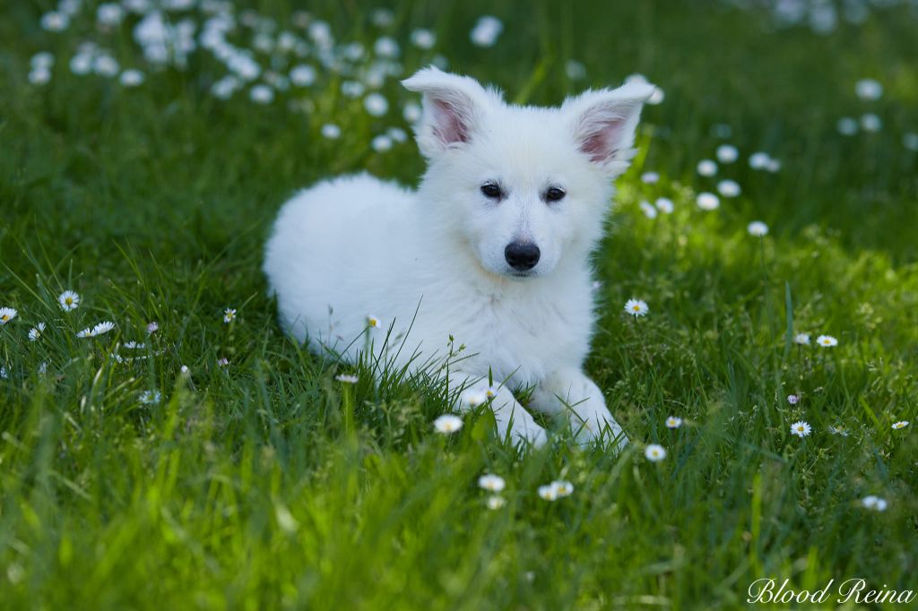 of Bloodreina - Chiot disponible  - Berger Blanc Suisse