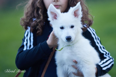 of Bloodreina - Berger Blanc Suisse - Portée née le 13/09/2024