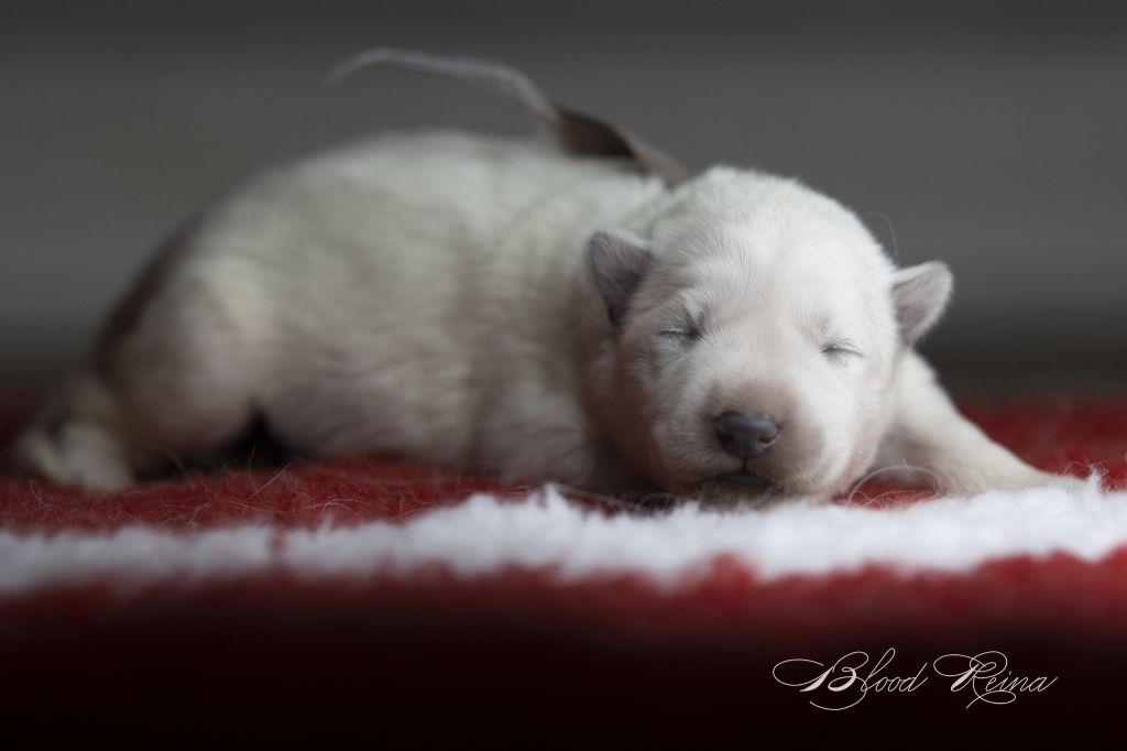 of Bloodreina - Chiot disponible  - Berger Blanc Suisse