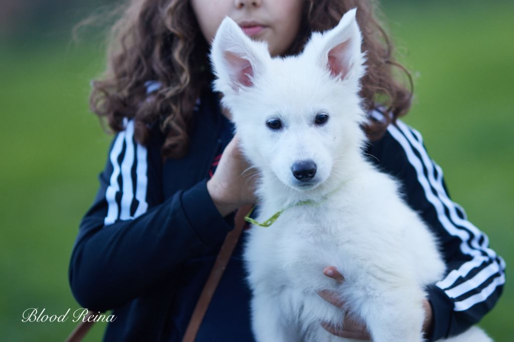 of Bloodreina - Chiot disponible  - Berger Blanc Suisse