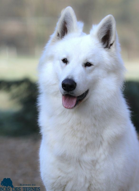 No contest dit loki Du Bois Des Ternes