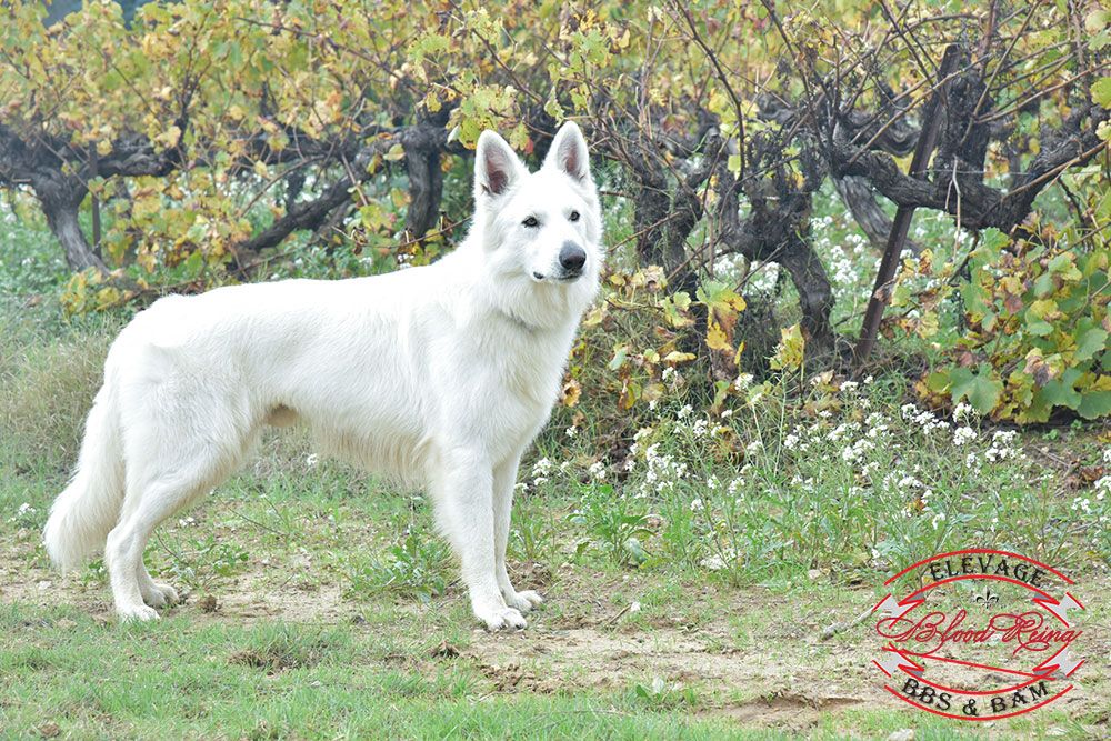 CH. Nismo du royaume des lys d'or